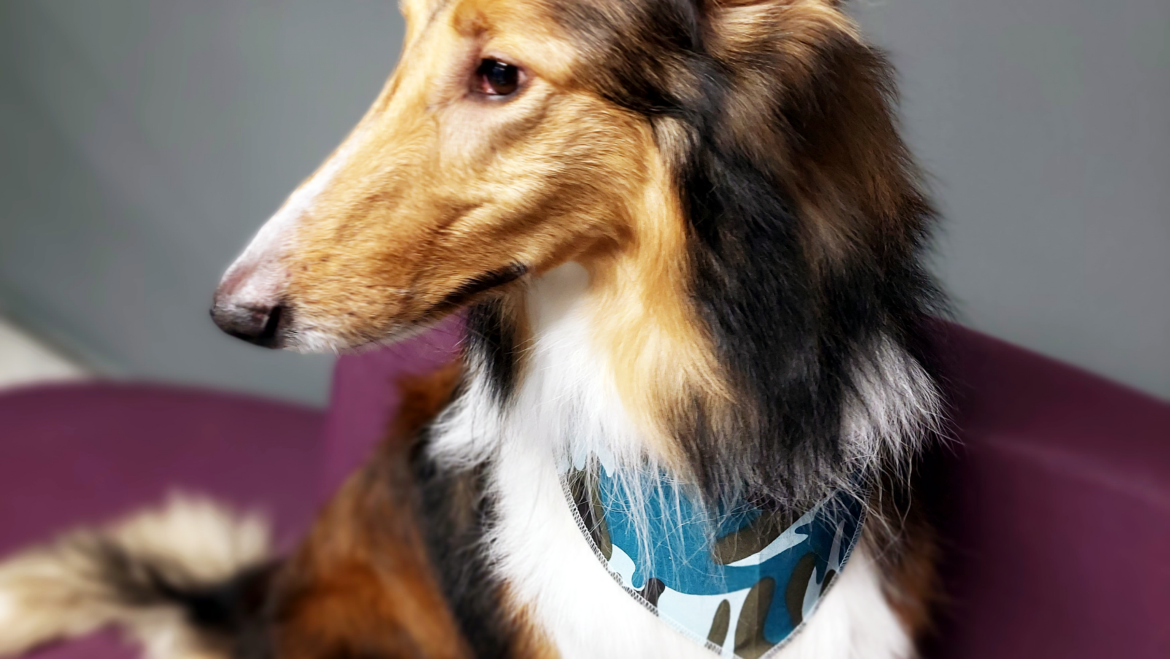 Can Pets have Allergies?