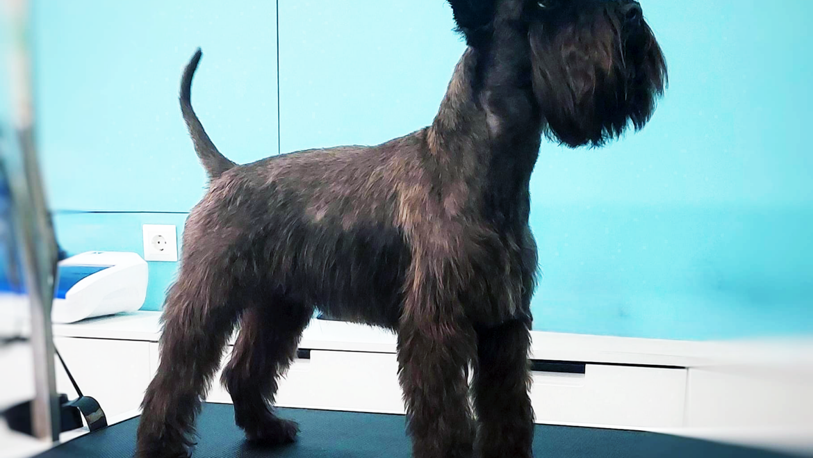 Top 5 Dog Behavior Myths