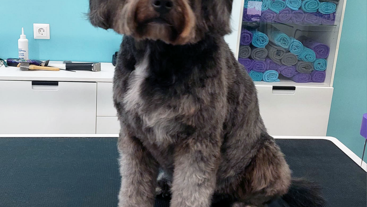 Five Tips to Help Your Pup Beat the Heat