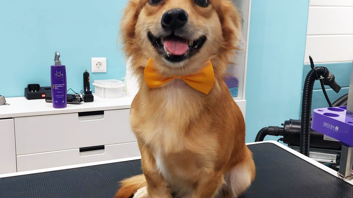 How to Keep Your Dog Safe Around Water